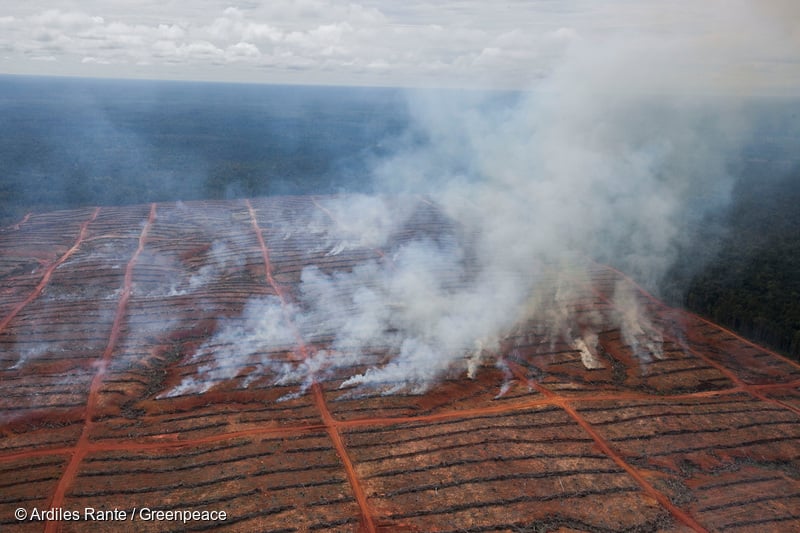 Kebakaran hutan di Papua